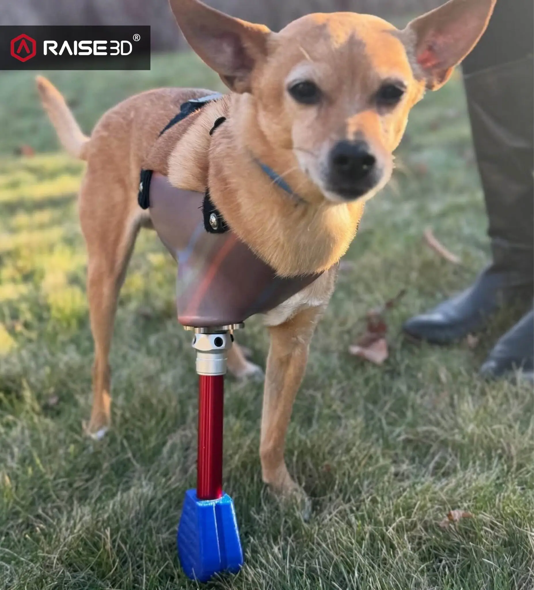 Small-Foot-Dog-1-1855x2048.webp