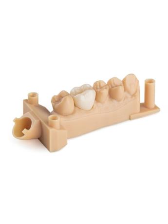 Formlabs Reçine - Dental Model - Thumbnail